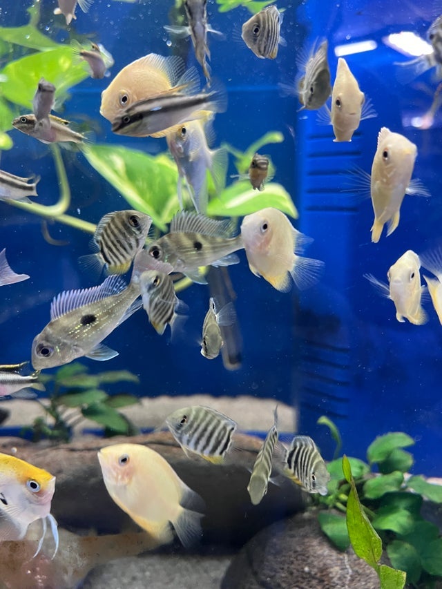 Atlantic Aquarium & Pet Supplies